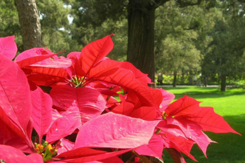 һƷ����û�ж��ʺϼ������� һƷ�쾻��������Ч����������Щ