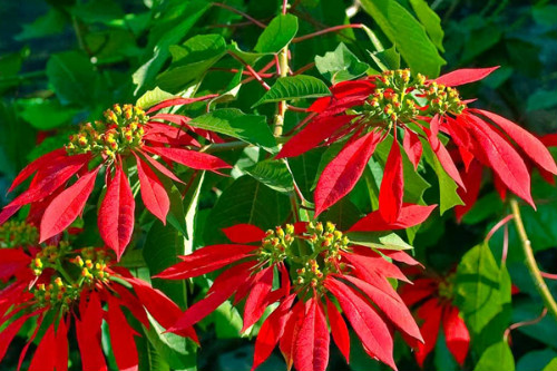 һƷ����û�ж��ʺϼ������� һƷ�쾻��������Ч����������Щ