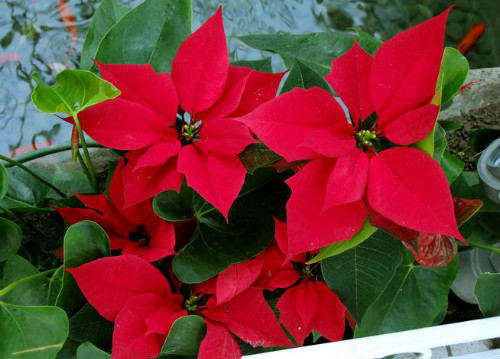 һƷ����û�ж��ʺϼ������� һƷ�쾻��������Ч����������Щ