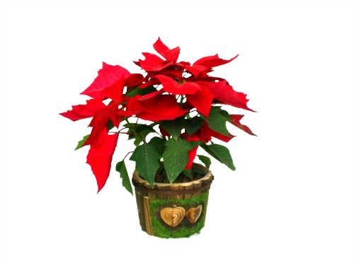 һƷ����û�ж��ʺϼ������� һƷ�쾻��������Ч����������Щ