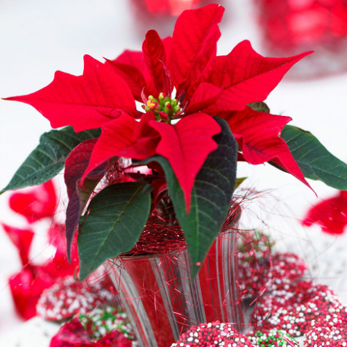 һƷ����û�ж��ʺϼ������� һƷ�쾻��������Ч����������Щ