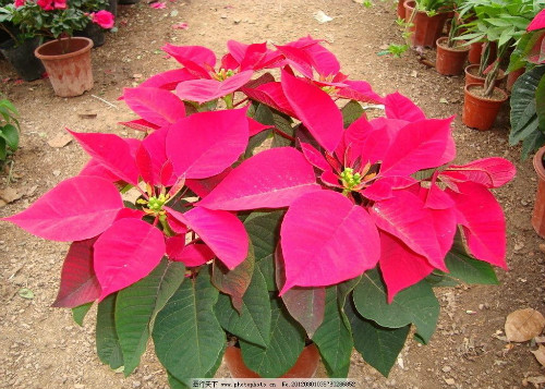 һƷ����û�ж��ʺϼ������� һƷ�쾻��������Ч����������Щ