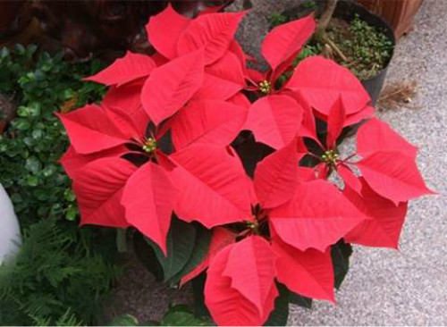 һƷ����û�ж��ʺϼ������� һƷ�쾻��������Ч����������Щ