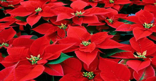 һƷ����û�ж��ʺϼ������� һƷ�쾻��������Ч����������Щ