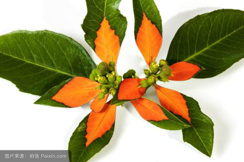 一品红为什么叶子不红 一品红叶子发黄掉叶子怎么办解决措施