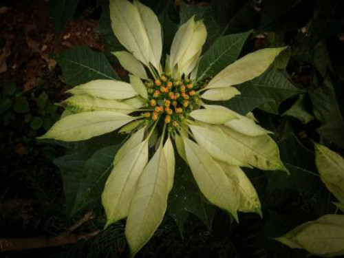 一品红为什么叶子不红 一品红叶子发黄掉叶子怎么办解决措施