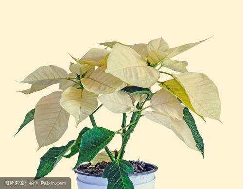 一品红为什么叶子不红 一品红叶子发黄掉叶子怎么办解决措施