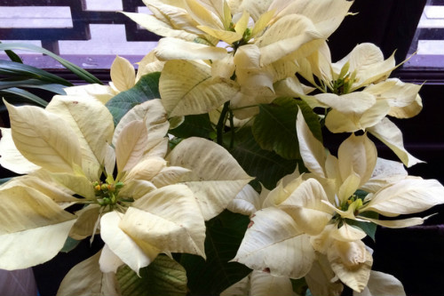 一品红为什么叶子不红 一品红叶子发黄掉叶子怎么办解决措施