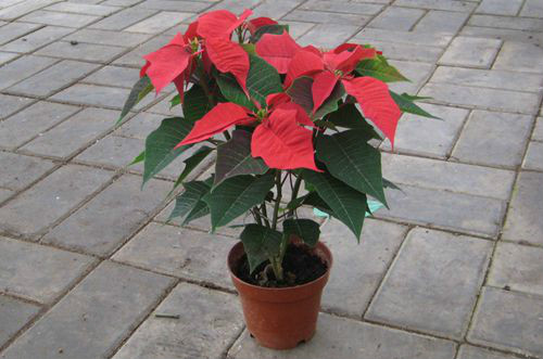 一品红为什么叶子不红 一品红叶子发黄掉叶子怎么办解决措施