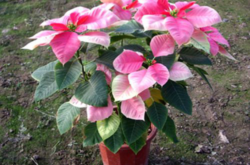 一品红为什么叶子不红 一品红叶子发黄掉叶子怎么办解决措施