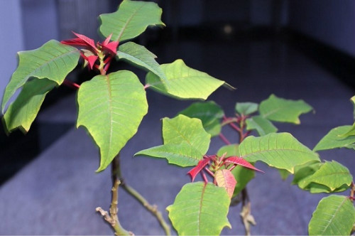 一品红为什么叶子不红 一品红叶子发黄掉叶子怎么办解决措施