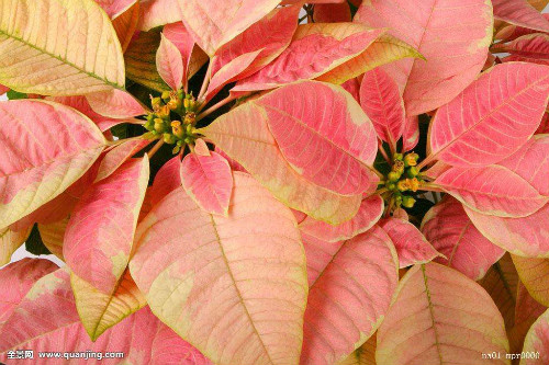 一品红为什么叶子不红 一品红叶子发黄掉叶子怎么办解决措施