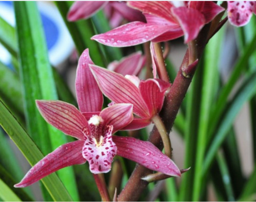 墨兰叶子发黄干枯怎么回事 墨兰叶子发黄如何补救方法介绍