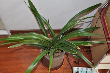 墨兰叶子发黄干枯怎么回事 墨兰叶子发黄如何补救方法介绍