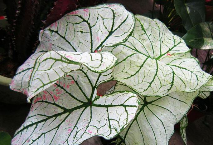 ��Ҷ���ж����ʺ��������� ��Ҷ������ü�Ʒ�ִ�ȫͼƬ