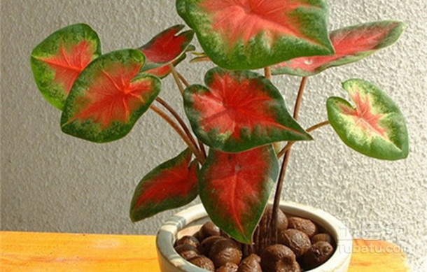 ��Ҷ���ж����ʺ��������� ��Ҷ������ü�Ʒ�ִ�ȫͼƬ