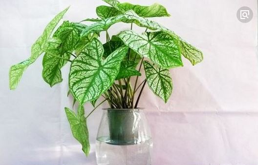 ��Ҷ���ж����ʺ��������� ��Ҷ������ü�Ʒ�ִ�ȫͼƬ