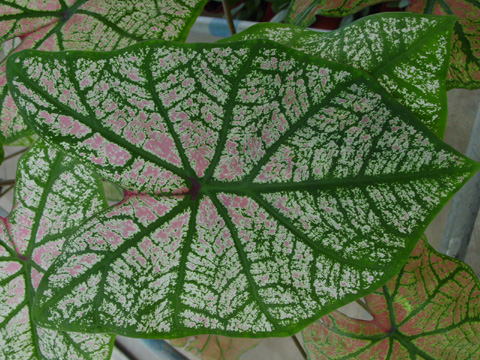 ��Ҷ���ж����ʺ��������� ��Ҷ������ü�Ʒ�ִ�ȫͼƬ