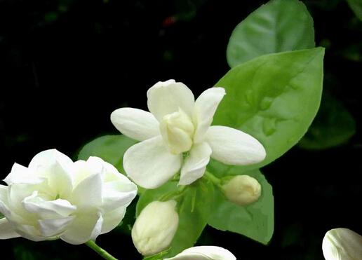 ĹЧýʳ÷ ˮȵĹЧܳں