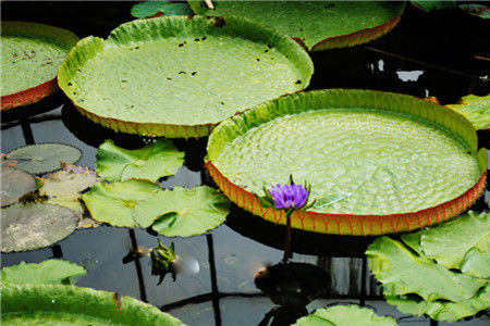 ����������ʲôʱ����ʲô��ɫ�� ����������ͼƬ�ص���ʲô