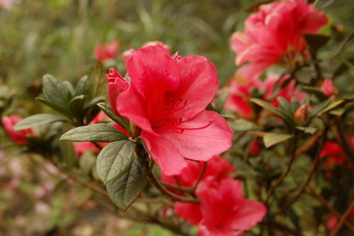 杜鹃花叶子干枯发黄怎么回事 杜鹃花叶子枯萎怎么救活方法