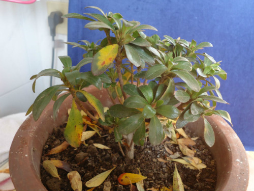 杜鹃花叶子干枯发黄怎么回事 杜鹃花叶子枯萎怎么救活方法