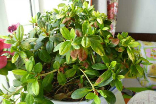 杜鹃花叶子干枯发黄怎么回事 杜鹃花叶子枯萎怎么救活方法