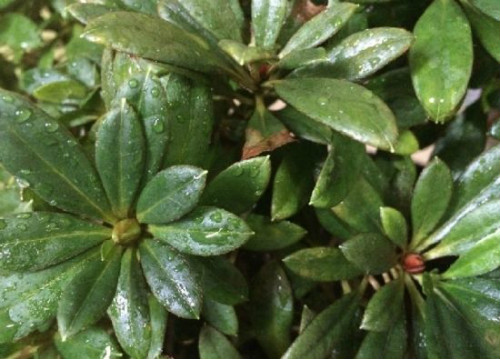 杜鹃花叶子干枯发黄怎么回事 杜鹃花叶子枯萎怎么救活方法