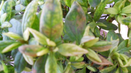 杜鹃花叶子干枯发黄怎么回事 杜鹃花叶子枯萎怎么救活方法