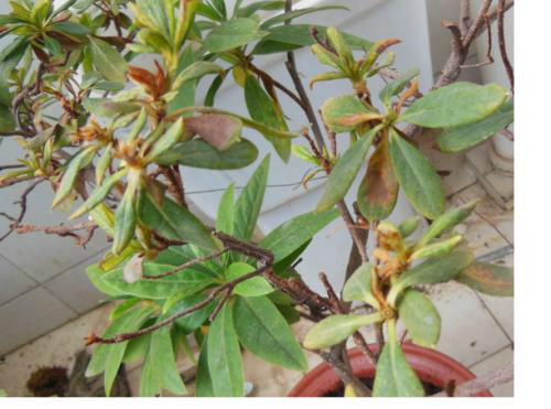 杜鹃花叶子干枯发黄怎么回事 杜鹃花叶子枯萎怎么救活方法