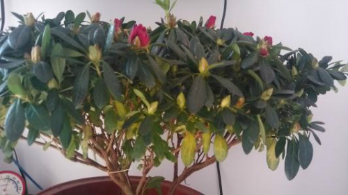 杜鹃花叶子干枯发黄怎么回事 杜鹃花叶子枯萎怎么救活方法