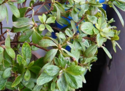 杜鹃花叶子干枯发黄怎么回事 杜鹃花叶子枯萎怎么救活方法