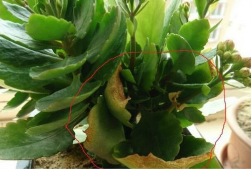 ���ٻ�Ҷ�ӷ��Ʊ�����ô�� ���ٻ�Ҷ�ӷ��Ƶ�ԭ�򼰽������