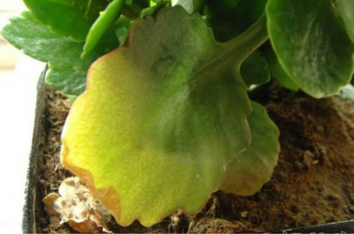 ���ٻ�Ҷ�ӷ��Ʊ�����ô�� ���ٻ�Ҷ�ӷ��Ƶ�ԭ�򼰽������