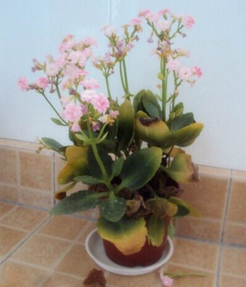 ���ٻ�Ҷ�ӷ��Ʊ�����ô�� ���ٻ�Ҷ�ӷ��Ƶ�ԭ�򼰽������