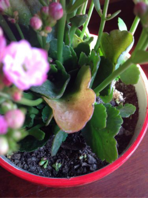 ���ٻ�Ҷ�ӷ��Ʊ�����ô�� ���ٻ�Ҷ�ӷ��Ƶ�ԭ�򼰽������