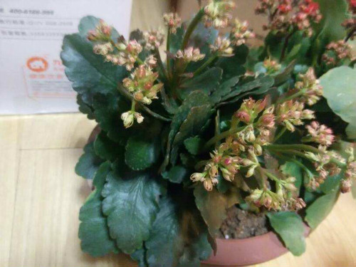 ���ٻ�Ҷ�ӷ��Ʊ�����ô�� ���ٻ�Ҷ�ӷ��Ƶ�ԭ�򼰽������