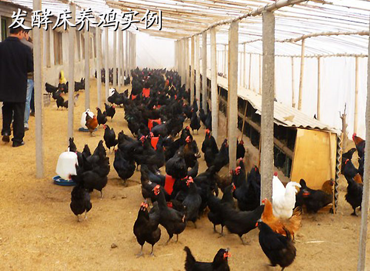 发酵床养鸡缺点分析 发酵床养鸡密度及技术大全
