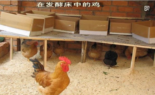 发酵床养鸡缺点分析 发酵床养鸡密度及技术大全