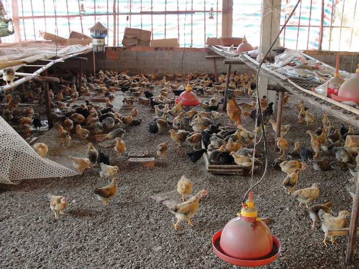 发酵床养鸡缺点分析 发酵床养鸡密度及技术大全