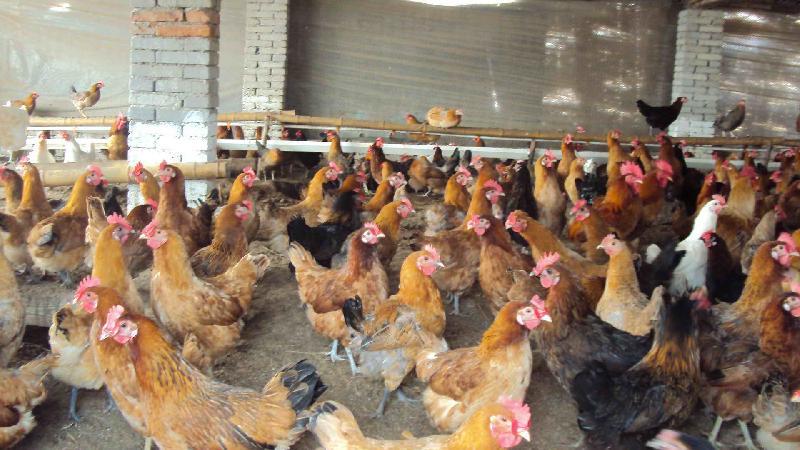 发酵床养鸡缺点分析 发酵床养鸡密度及技术大全