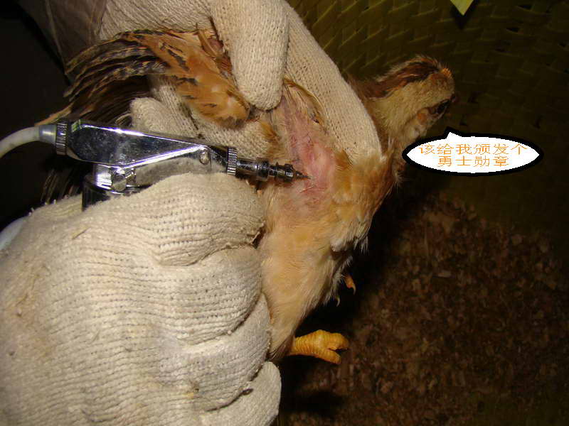 发酵床养鸡缺点分析 发酵床养鸡密度及技术大全