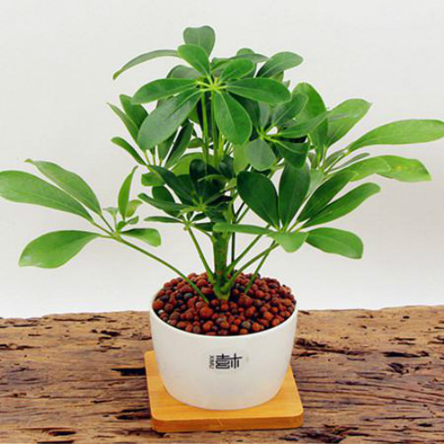 鸭脚木有毒吗可以放在卧室吗 鸭掌木的功效与作用有哪些