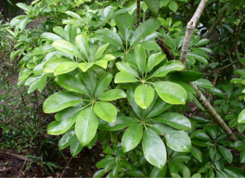 鸭脚木有毒吗可以放在卧室吗 鸭掌木的功效与作用有哪些