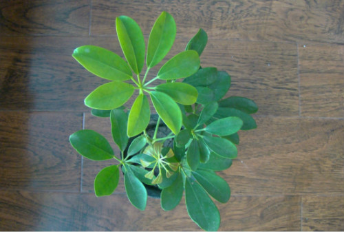 鸭脚木有毒吗可以放在卧室吗 鸭掌木的功效与作用有哪些