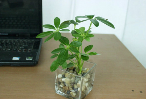 鸭脚木有毒吗可以放在卧室吗 鸭掌木的功效与作用有哪些