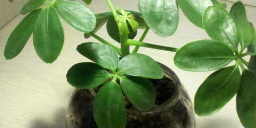 鸭脚木有毒吗可以放在卧室吗 鸭掌木的功效与作用有哪些