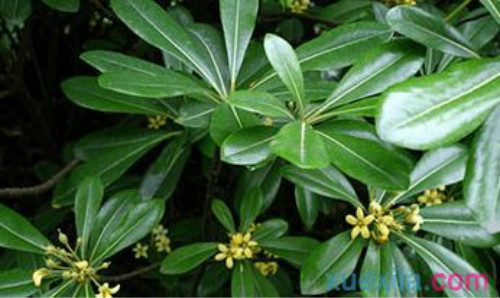 鸭脚木有毒吗可以放在卧室吗 鸭掌木的功效与作用有哪些