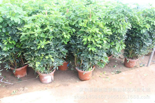 鸭脚木有毒吗可以放在卧室吗 鸭掌木的功效与作用有哪些