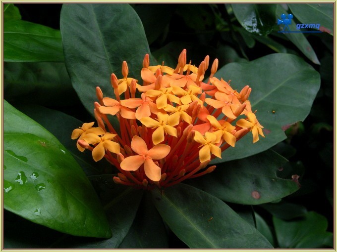 仙丹花怎么养?仙丹花叶子干枯掉叶怎么办及补救办法